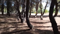 arboles torcidos en Albacete por Joan Carles López
