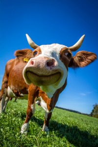 Vaca pastando en el prado libre de líneas de alta tensión por Gigahertz